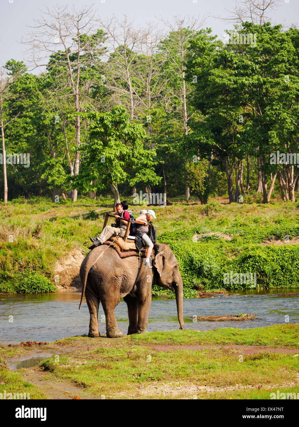 Elephant safari vicino a Sauraha, Chitwan il parco nazionale, il Nepal Foto Stock