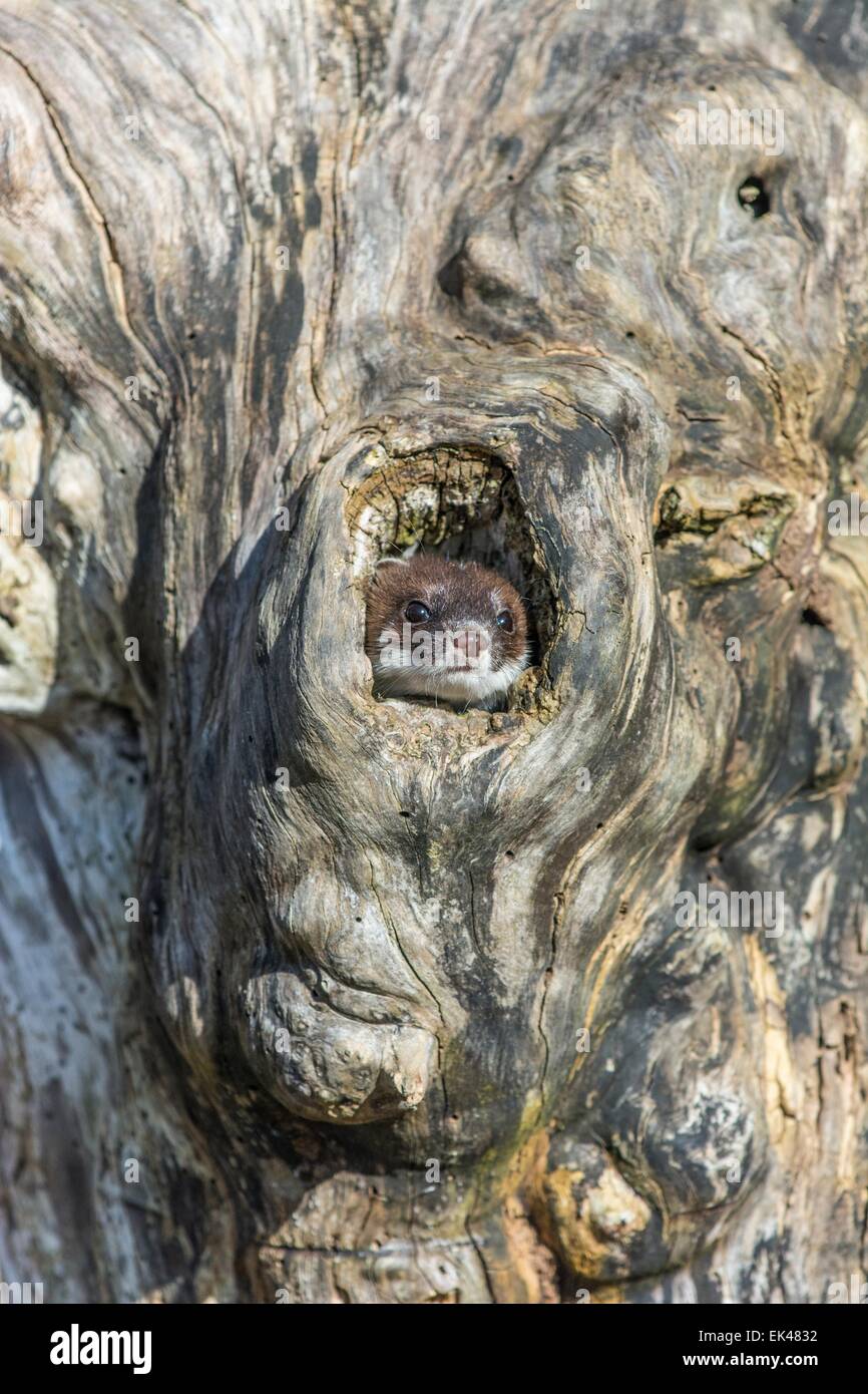 Ermellino Mustela erminea, emergente dal foro albero morto. (Prigioniero) Foto Stock