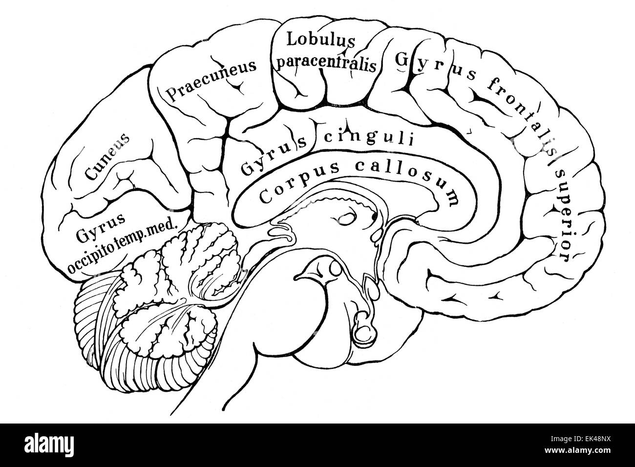 La sezione dell'emisfero sinistro del cervello umano Foto Stock