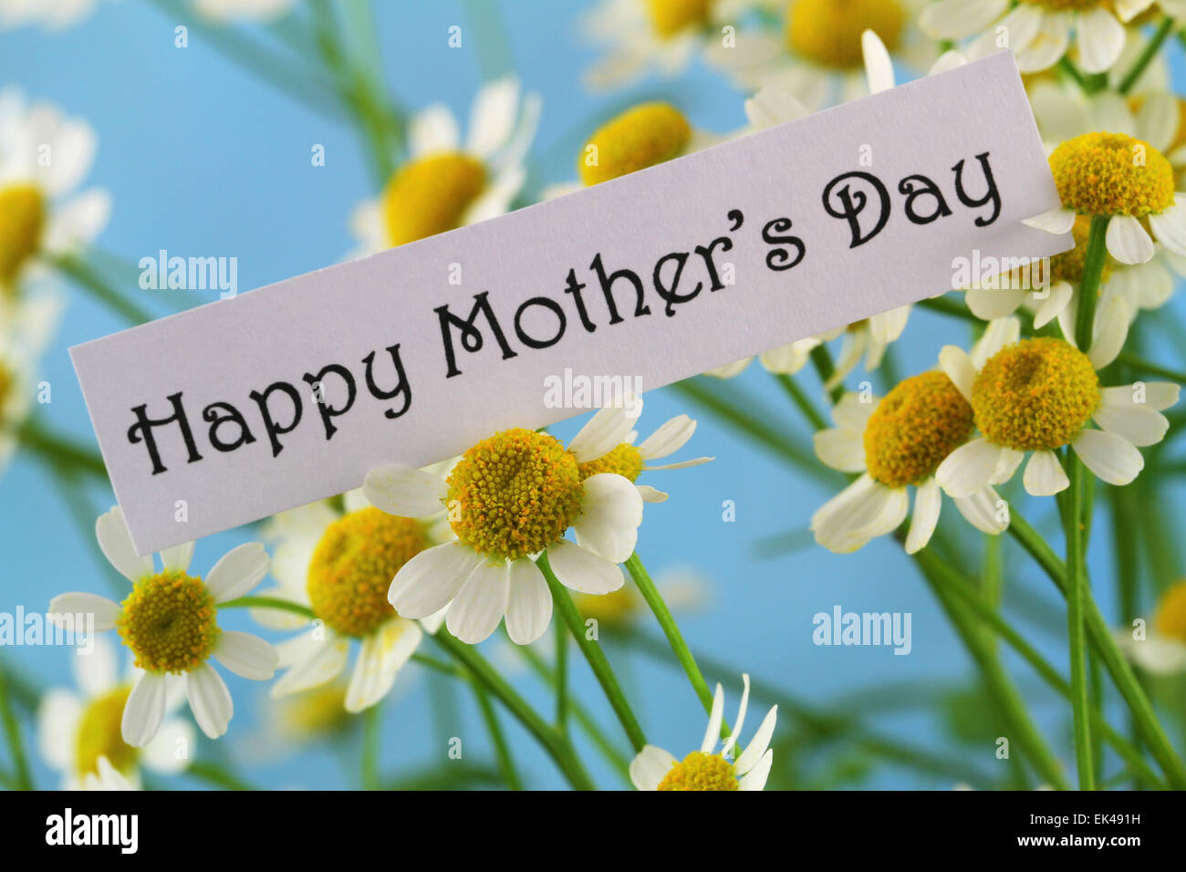 Felice Festa della mamma scheda con i fiori di camomilla Foto Stock