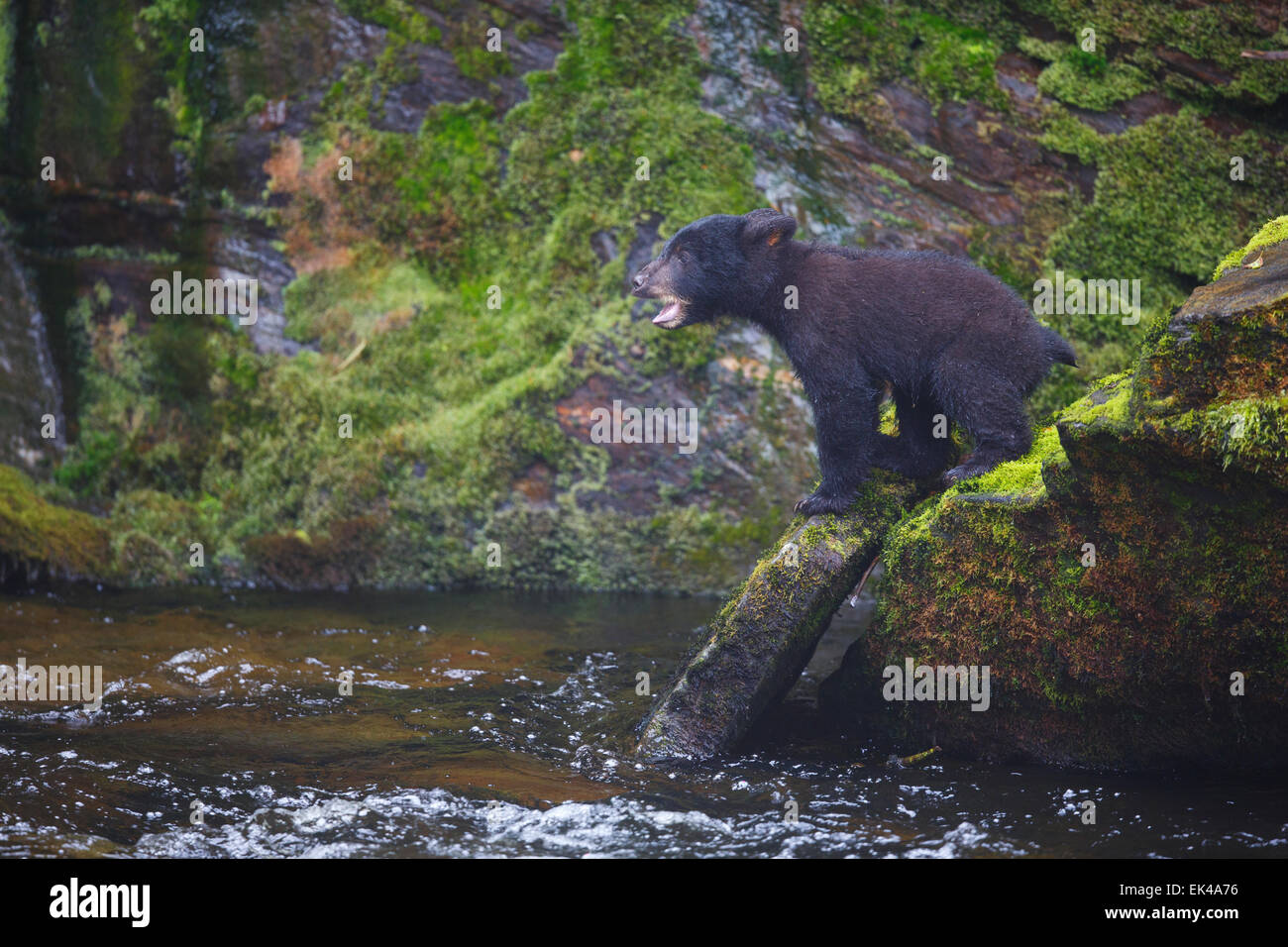 Orsi neri presso la baia di Neets incubatoio,Tongass National Forest, vicino a Ketchikan, Alaska. Foto Stock