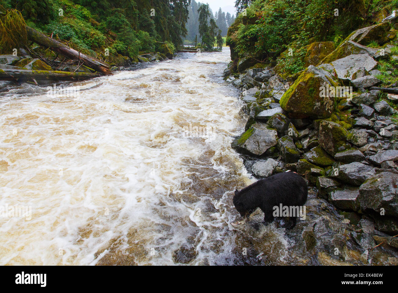 Orsi neri all'Anan Osservatorio per la fauna selvatica, Tongass National Forest, Alaska. Foto Stock