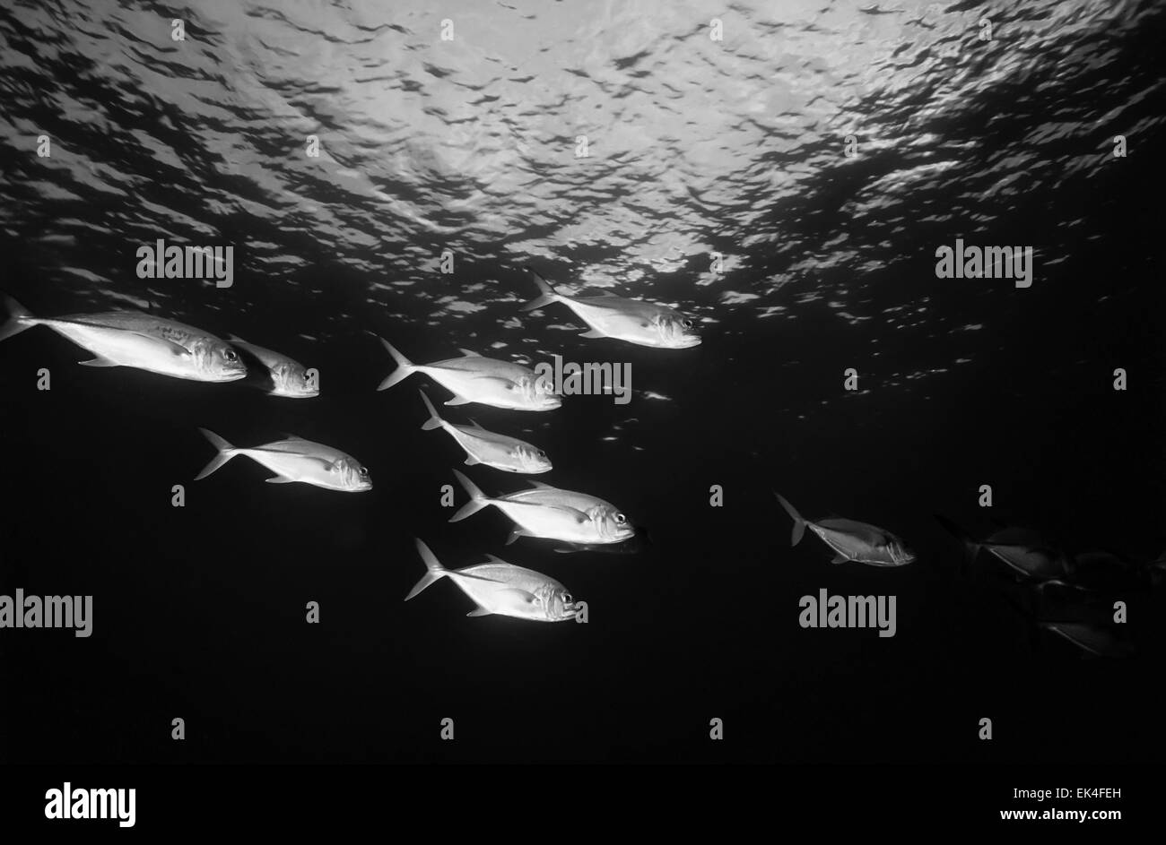 Mar dei Caraibi, Belize, U.W. foto, una scuola di martinetti (Caranx lugubris) al tramonto - Scansione su pellicola Foto Stock