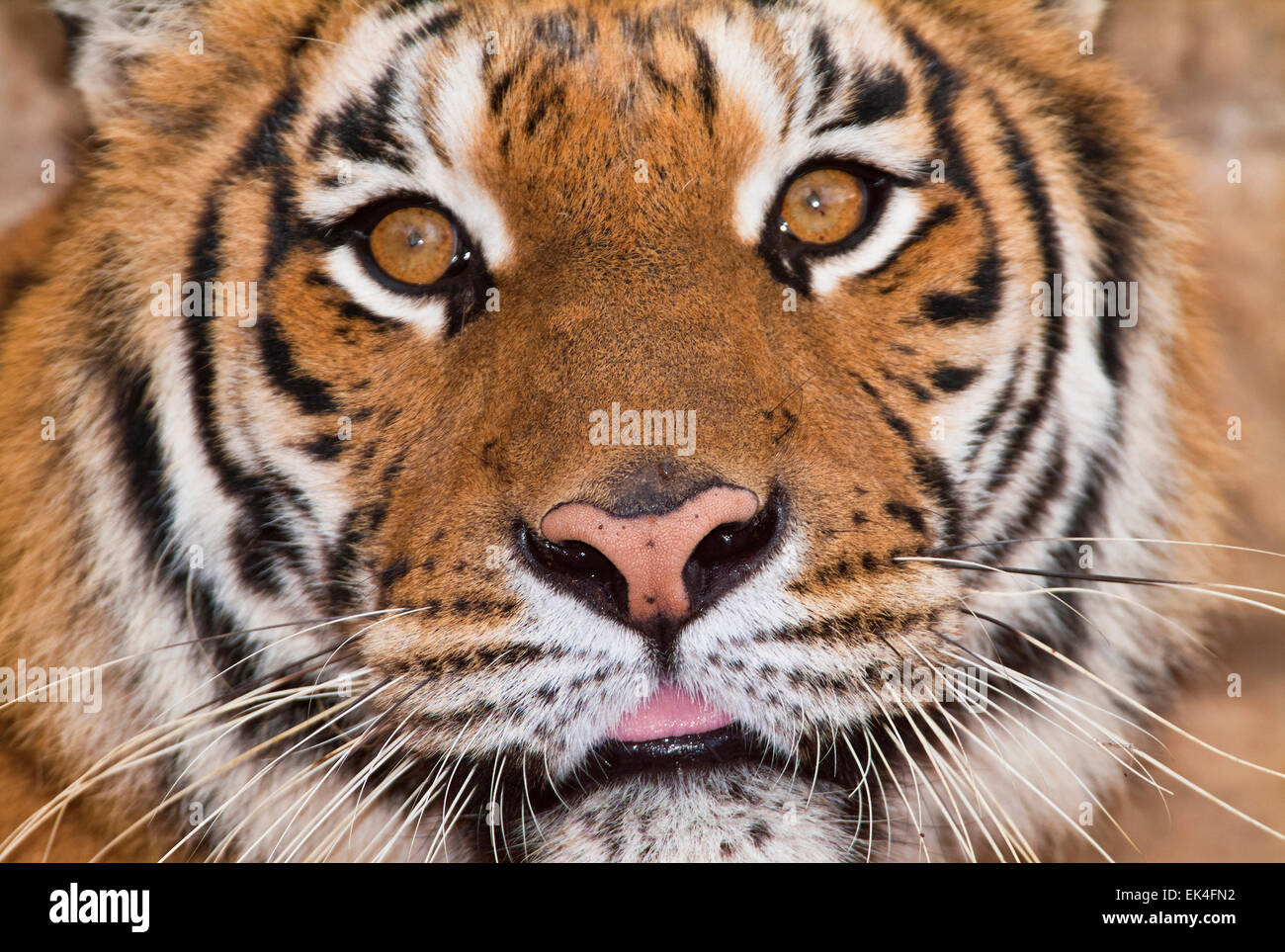 Italia, Roma, zoo, tigre del Bengala (Panthera tigris) Foto Stock