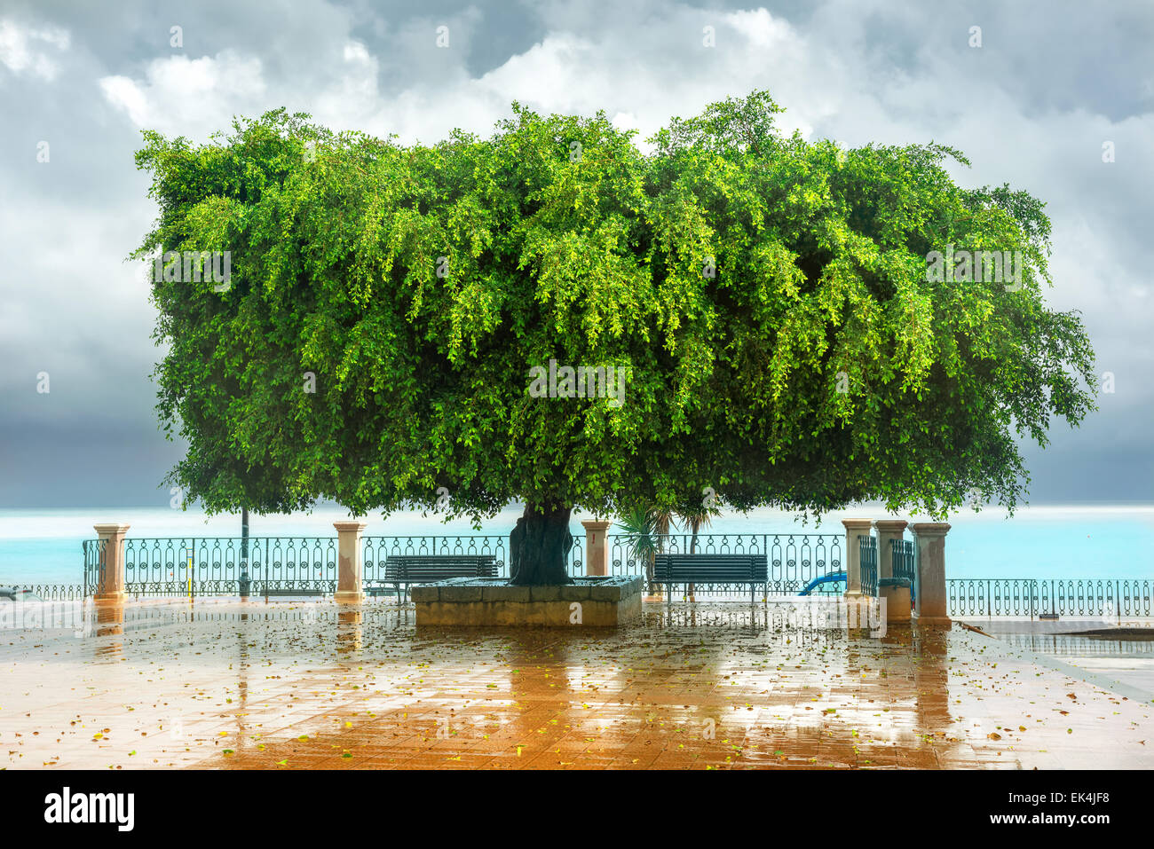 Divertente forma di albero verde sul terrapieno in Sicilia. Foto Stock