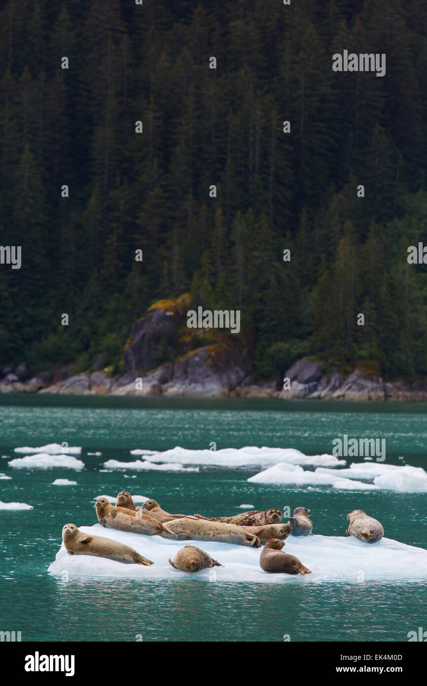 Le guarnizioni di tenuta del porto su iceberg in Le Conte Bay, Tongass National Forest, Alaska. Foto Stock
