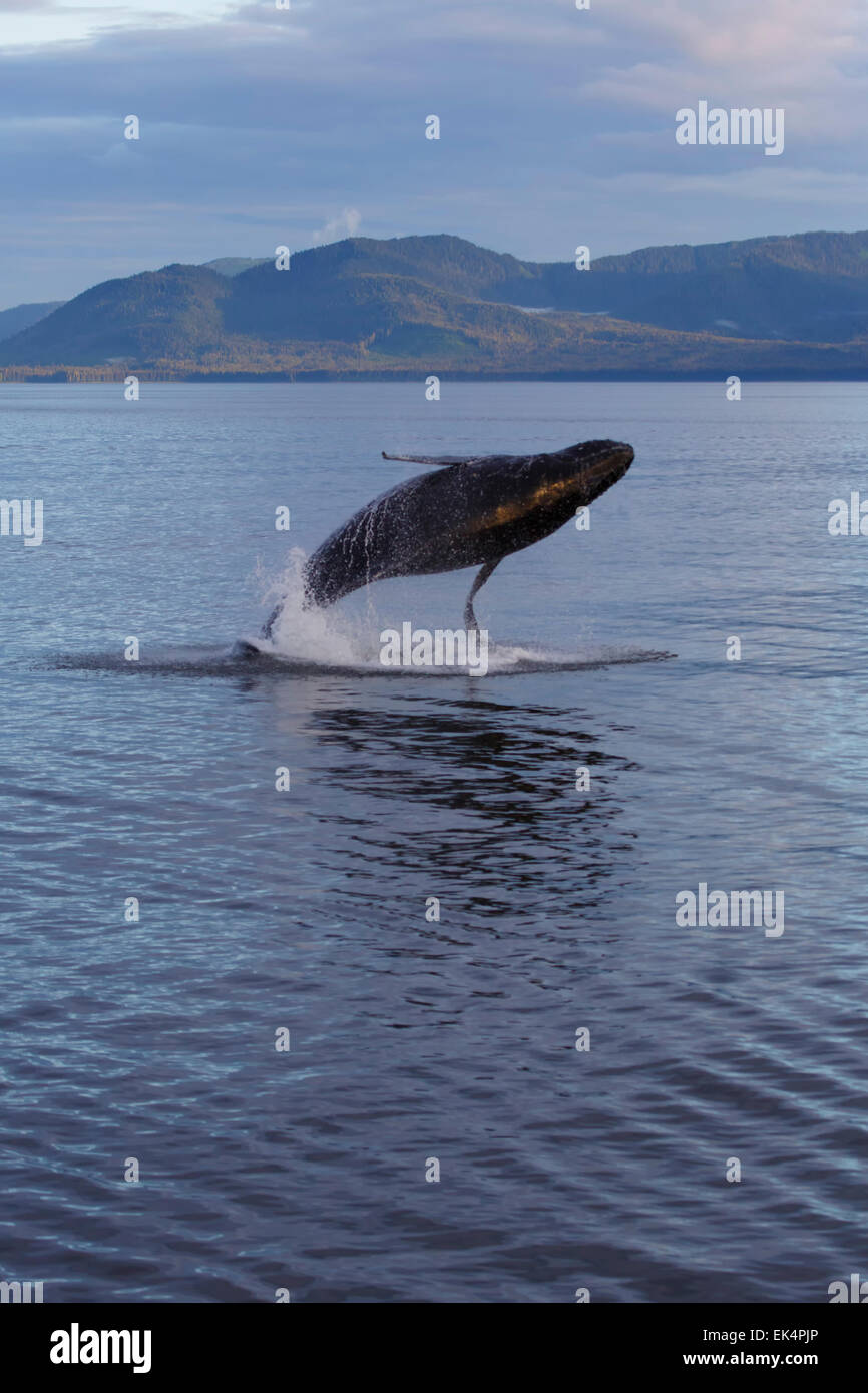 Humpback Whale, Tongass National Forest, Alaska Foto Stock