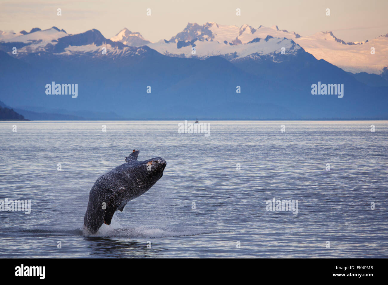Humpback Whale, Tongass National Forest, Alaska Foto Stock