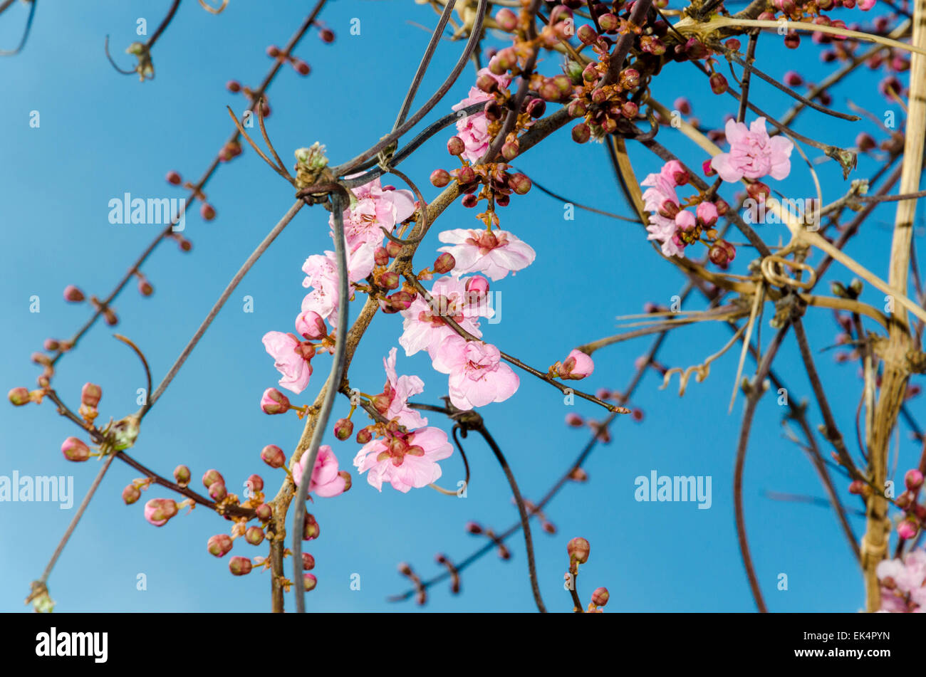Blossom su una pianta ornamentale susino (noto anche come Cherry Plum, myrobalan prugna, fioritura prugna, Prunus cerasifera) Foto Stock