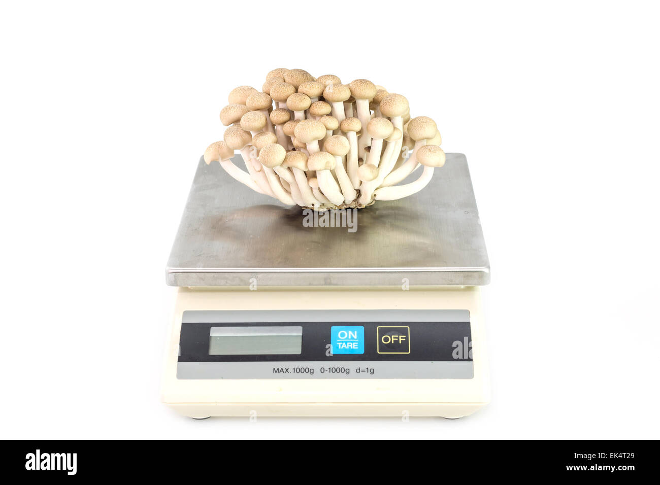 Marrone di funghi di faggio o funghi shimeji su scala digitale Foto Stock