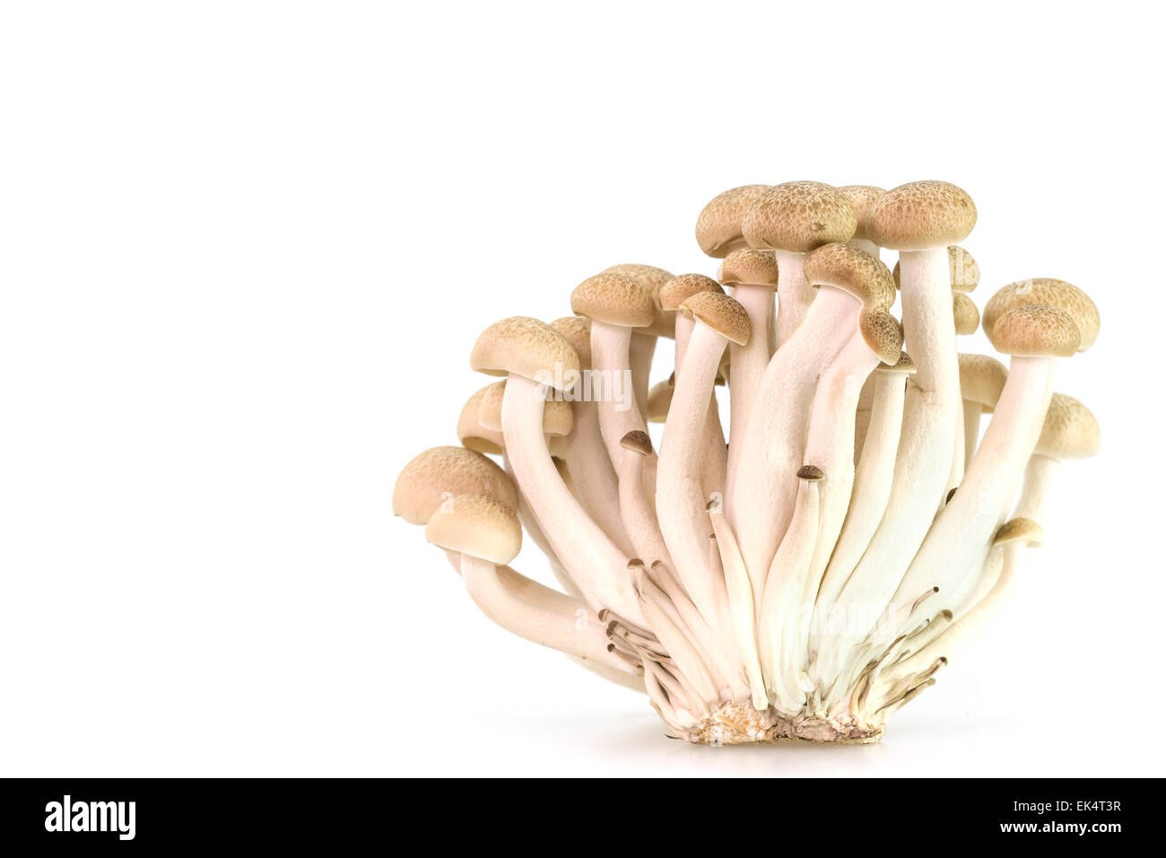 Marrone di funghi di faggio o funghi shimeji isolati su sfondo bianco Foto Stock