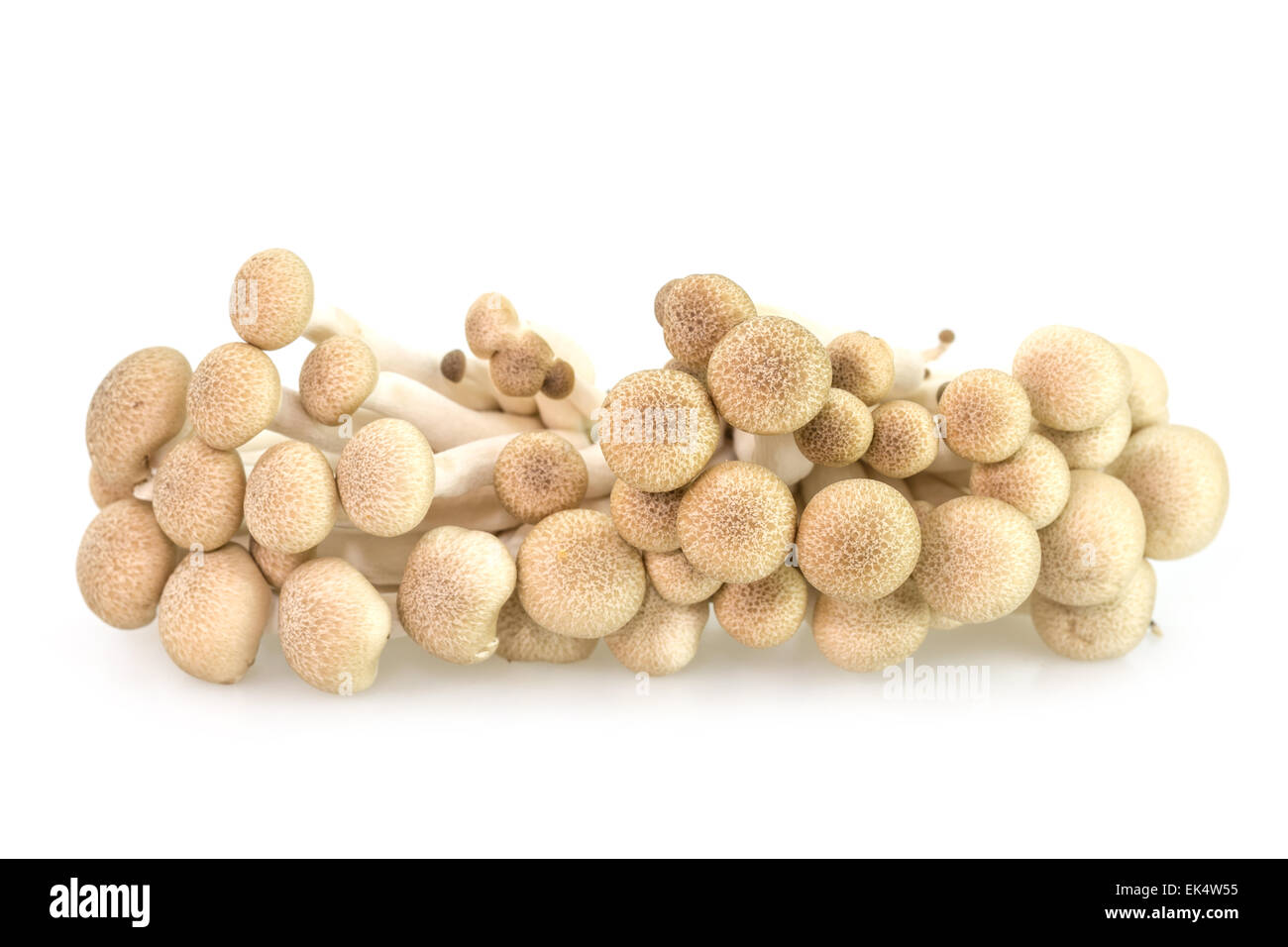 Marrone di funghi di faggio o funghi shimeji isolati su sfondo bianco Foto Stock