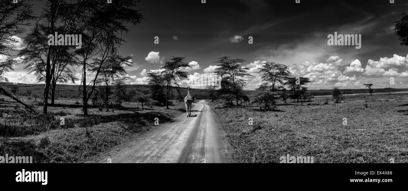 Kenya, Nakuru Lake Nakuru (Parco Nazionale), vista panoramica del parco e una giraffa Foto Stock