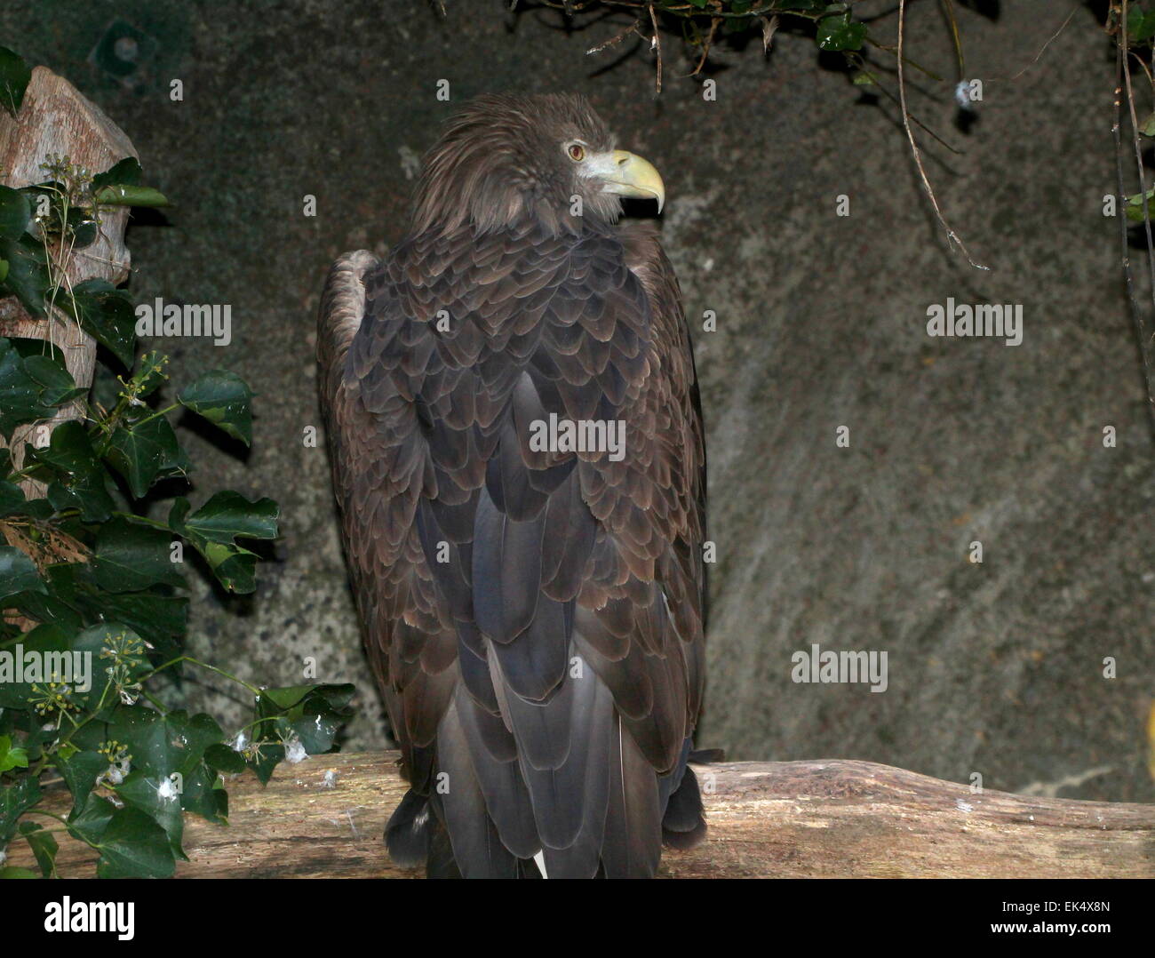 Bianco europeo-tailed Sea Eagle (Haliaeetus albicilla) visto dal retro, testa voltata Foto Stock