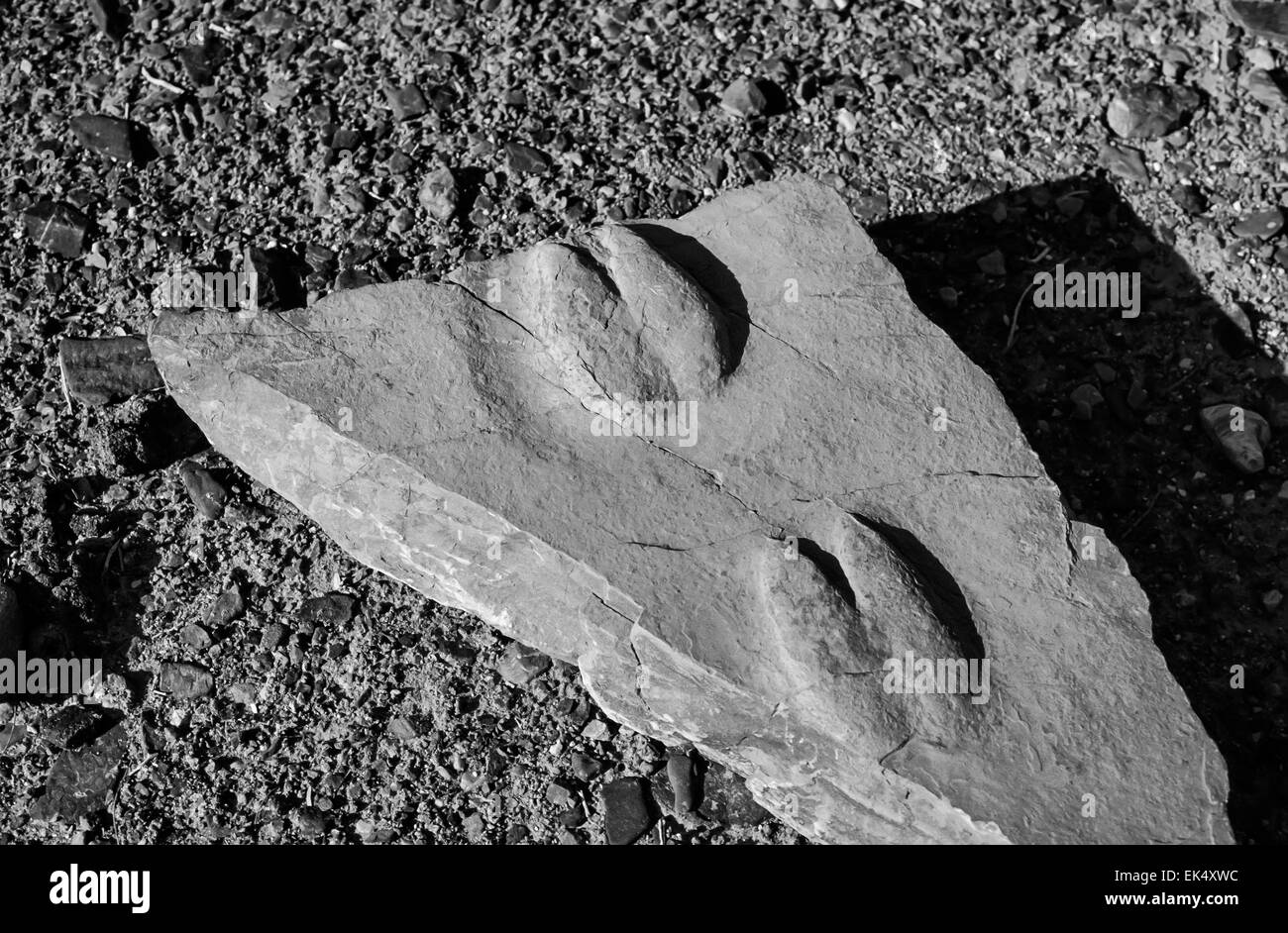 Stati Uniti d'America, Arizona, Valle della Morte, fossile animale stampe del piede in una pietra (scansione pellicola) Foto Stock