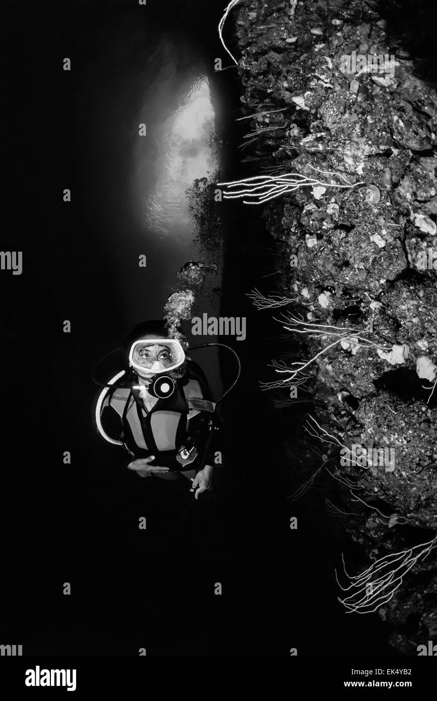 L'Italia, il Mar Tirreno, diving, subacqueo e gorgonie gialle (Eunicella cavolini) - Scansione su pellicola Foto Stock