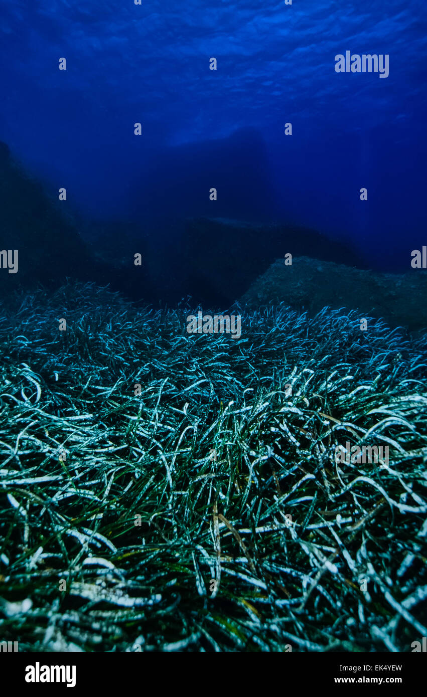 L'Italia, Calabria, Cannitello (Provincia di Reggio Calabria), U.W. foto, Mediterraneo (tapeweed Posidonia oceanica) Foto Stock