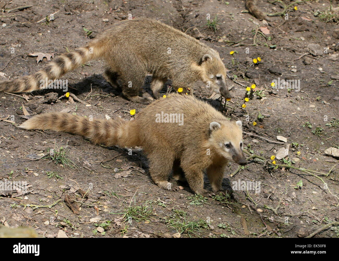 Due South American ring-tailed Coatis ( Nasua nasua) in close-up Foto Stock