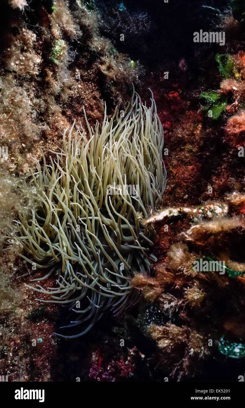 Mare Mediterraneo, U.W. foto, Snakelocks Anemone (Anemonia sulcata) - Scansione su pellicola Foto Stock