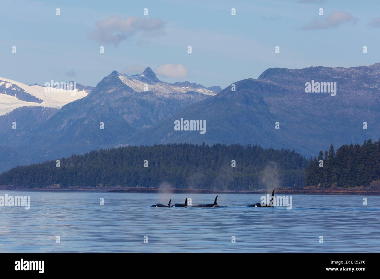 Orcas da AF5 pod, Federico Suono, Tongass National Forest, Alaska. Foto Stock
