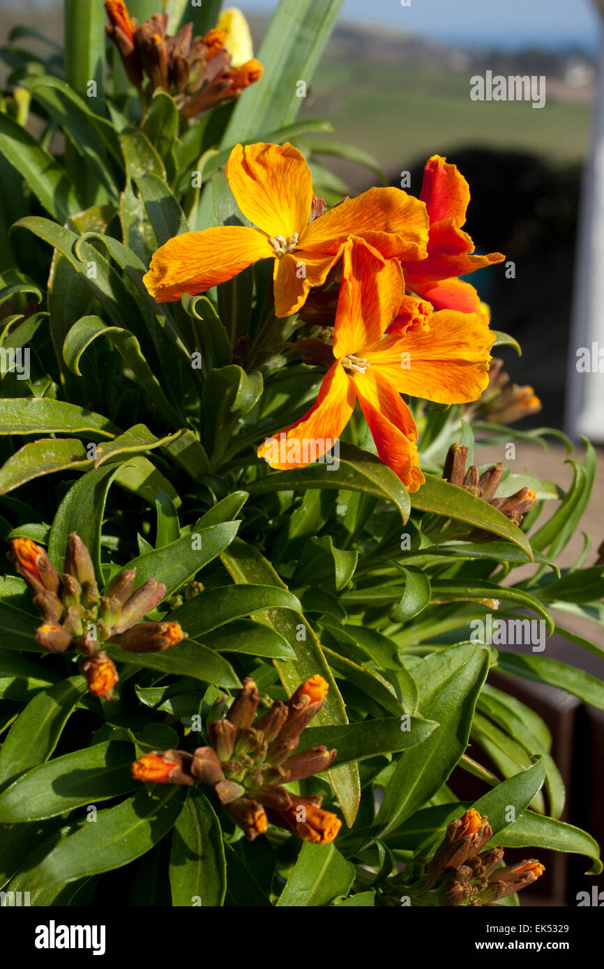 Nana Wallflowers arancione ( Erysimum ) in un contenitore di pietra su una parete in Cornovaglia su una giornata di primavera. Foto Stock