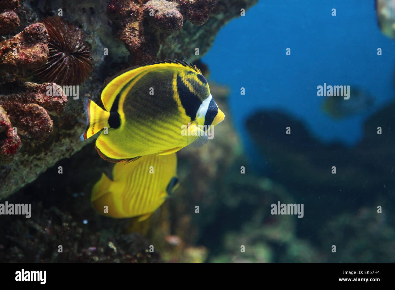 Tropical giallo e nero pesci di acquario, closeup photo with Shallow DOF Foto Stock