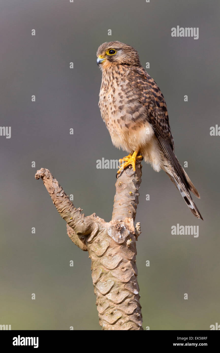 Trascurato il gheppio, São Nicolau, Capo Verde (Falco tinnunculus neglectus) Foto Stock