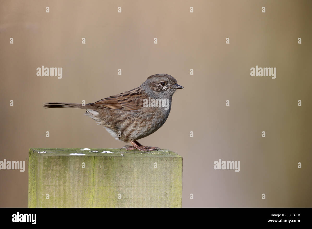 Dunnock, Prunella modularis, singolo uccello sul post, Warwickshire, Marzo 2015 Foto Stock