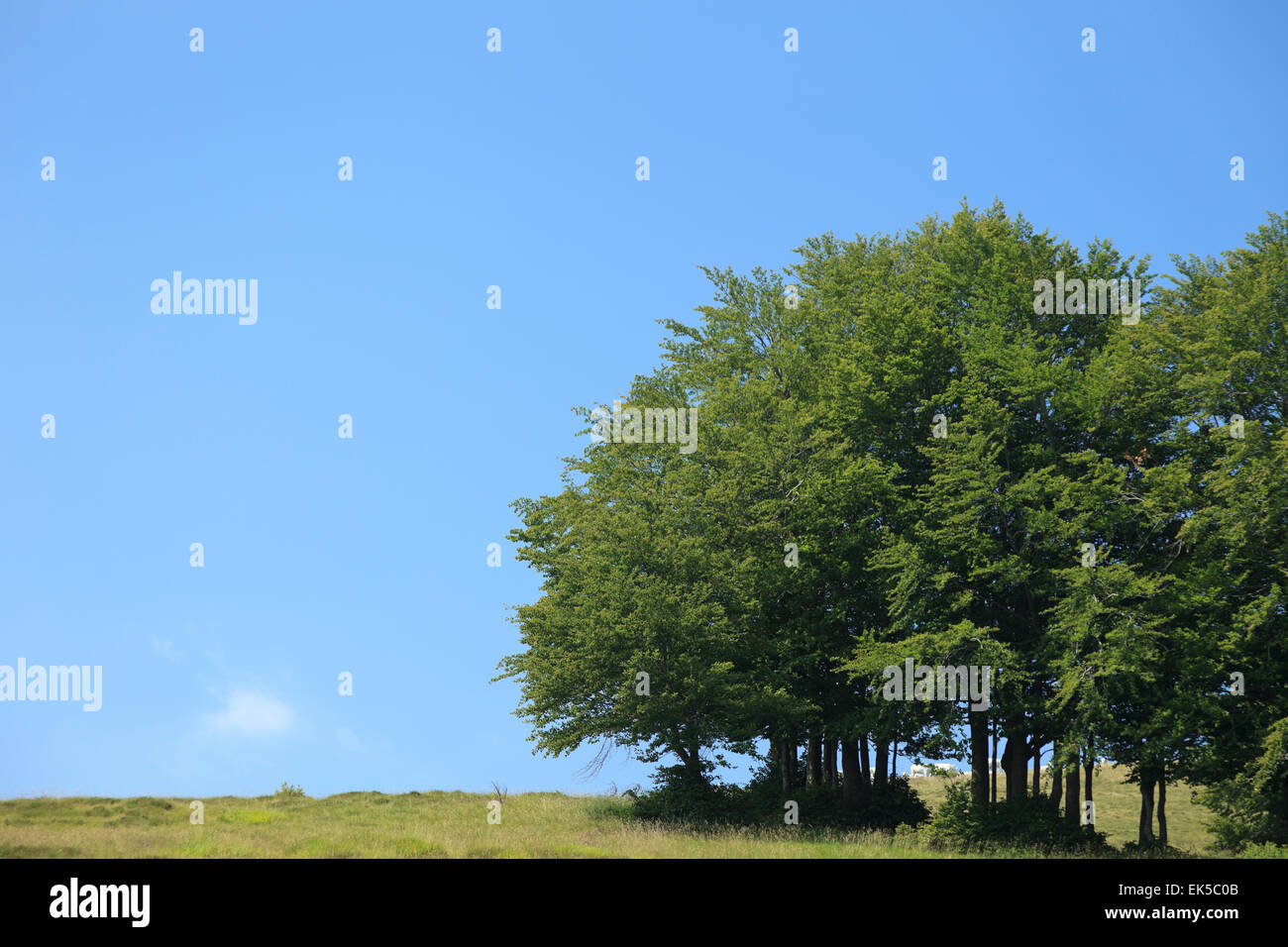 Foresta del Pratomagno, Toscana Foto Stock