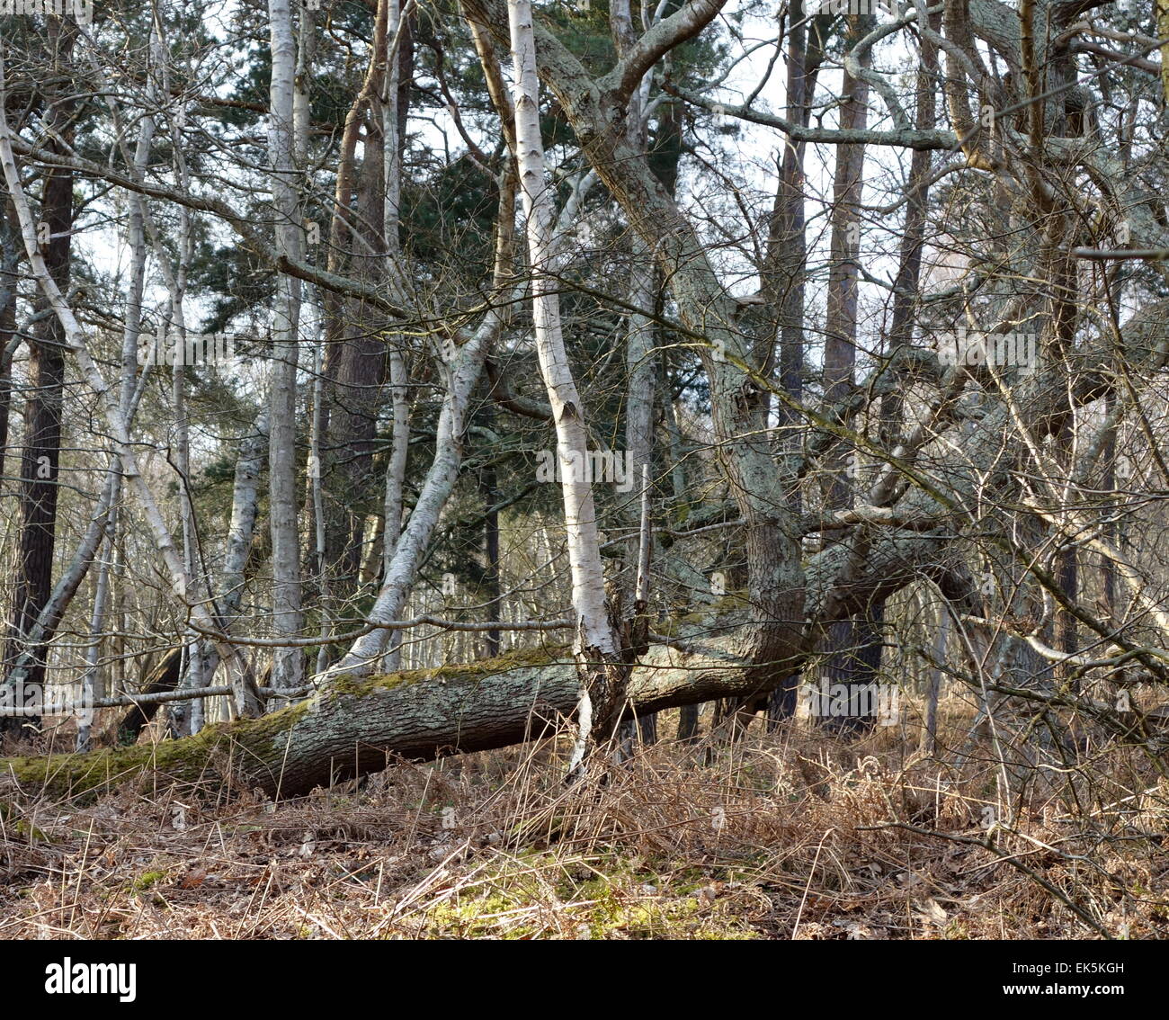 Bosco con crescita secondaria, betulla ricrescita, bracken e pini al di là, West Sussex, Regno Unito, South Downs National Park in Inghilterra Foto Stock