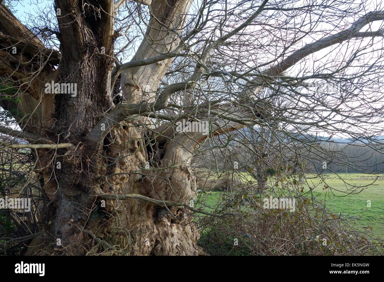 Antico castagno nel West Sussex, in South Downs National Park, visto in primavera Foto Stock