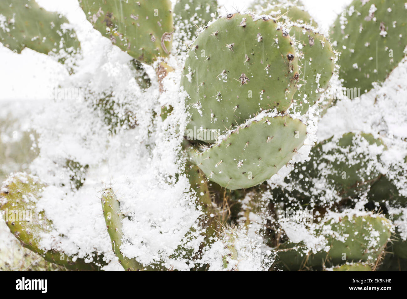 Suggestivo l' Opuntia ficus indica dopo la tempesta di neve. Canosa di Puglia. Italia Foto Stock