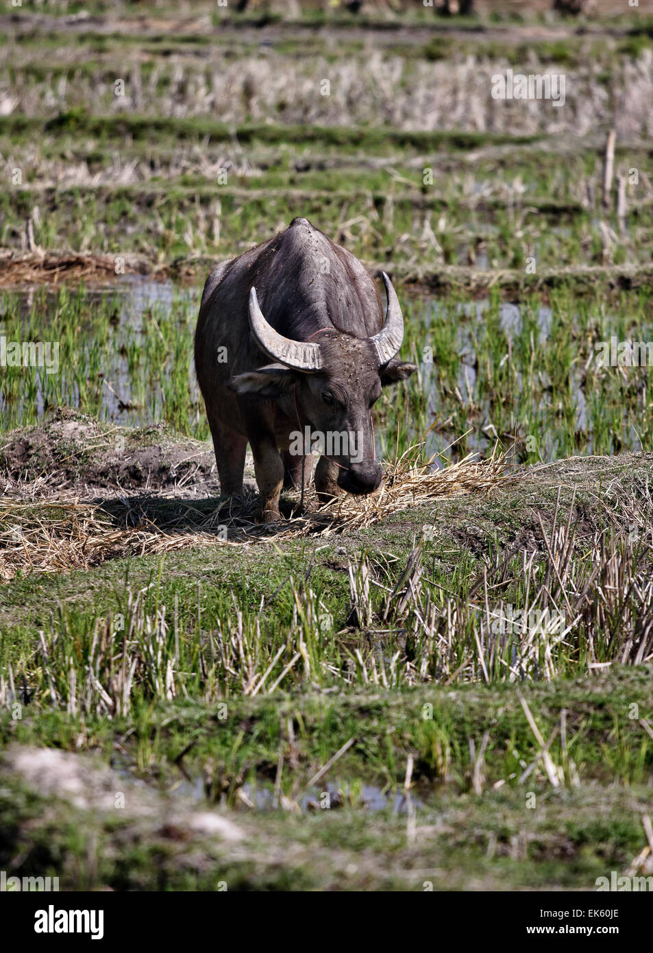 Thailandia Chiang Mai Baan Tong Luang, villaggio di Karen, buffalo in un campo origine Foto Stock