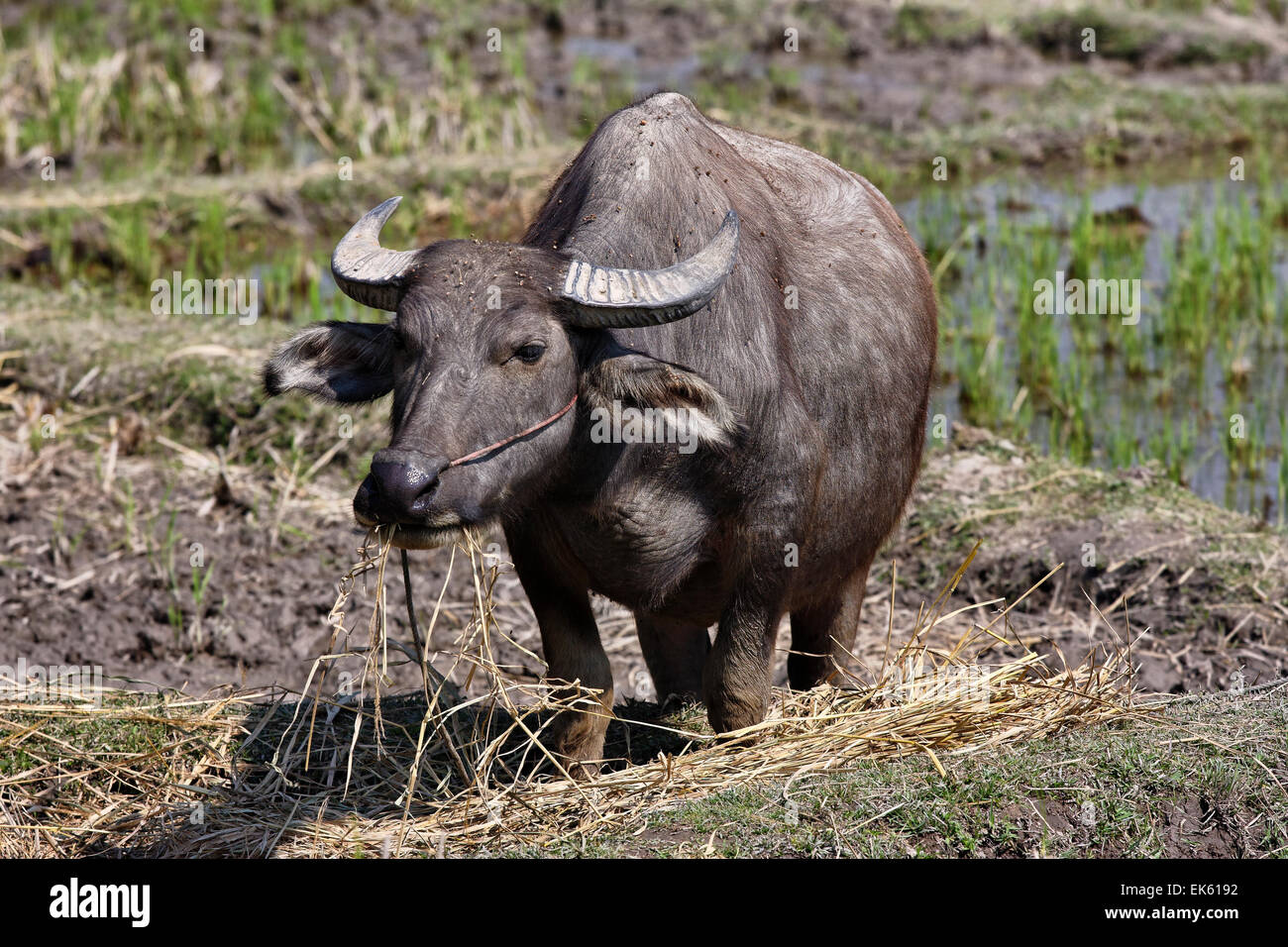 Thailandia Chiang Mai Baan Tong Luang, villaggio di Karen, buffalo in un campo origine Foto Stock