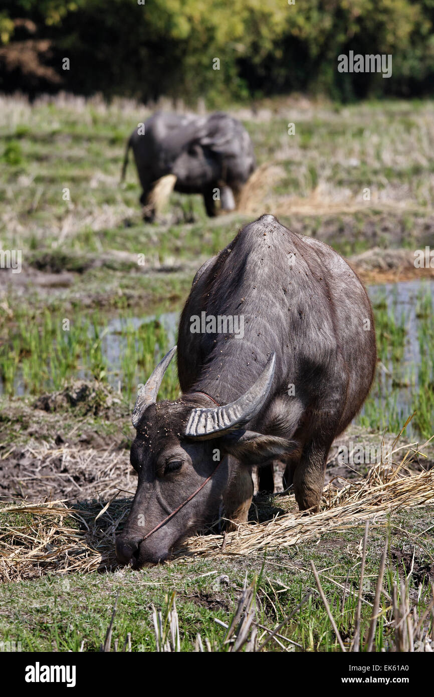 Thailandia Chiang Mai Baan Tong Luang, villaggio di Karen, bufali in un campo origine Foto Stock