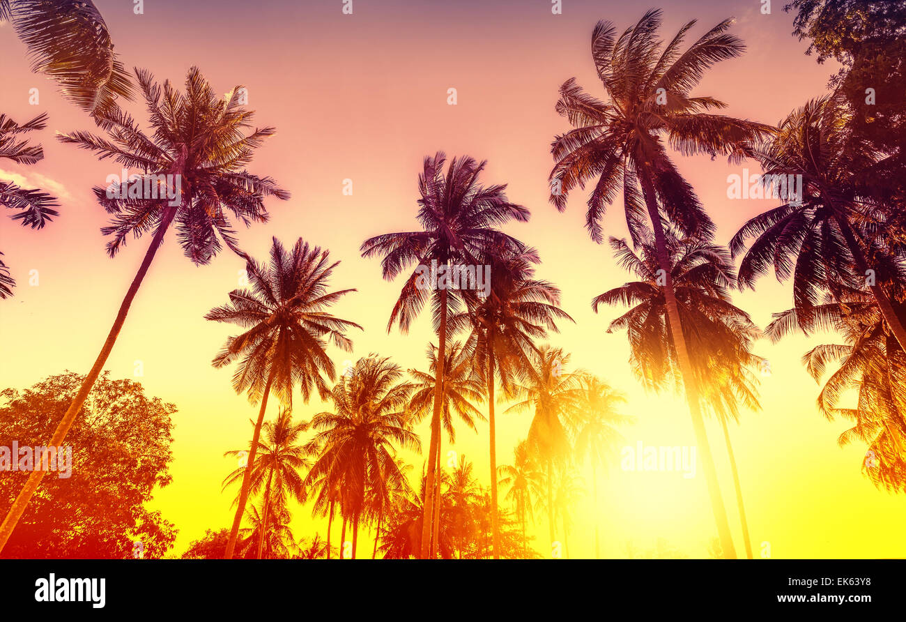 Golden Sunset, natura sfondo con palme. Foto Stock