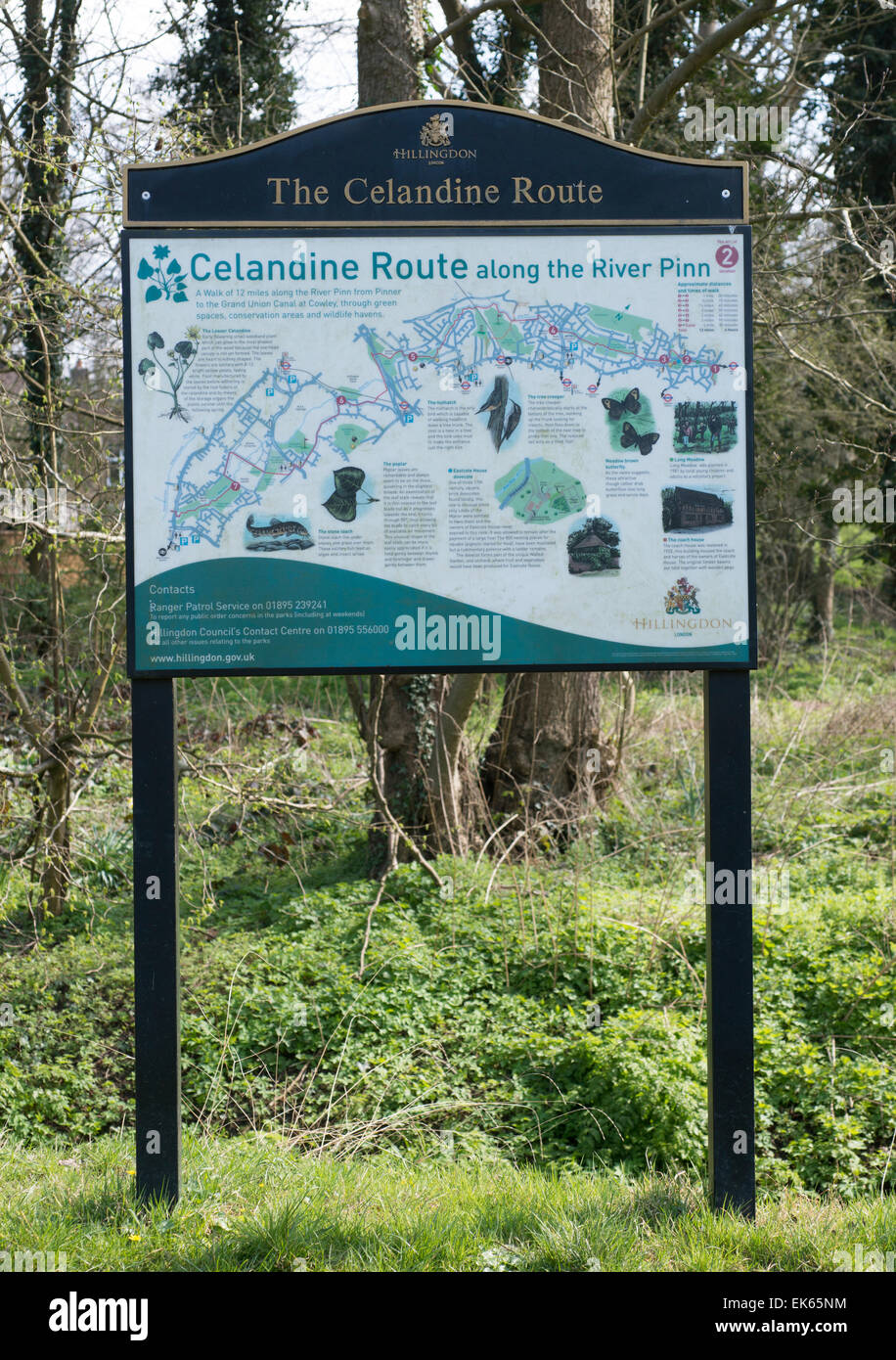 Celandine percorso lungo il fiume Pinn Pinner Middlesex Foto Stock