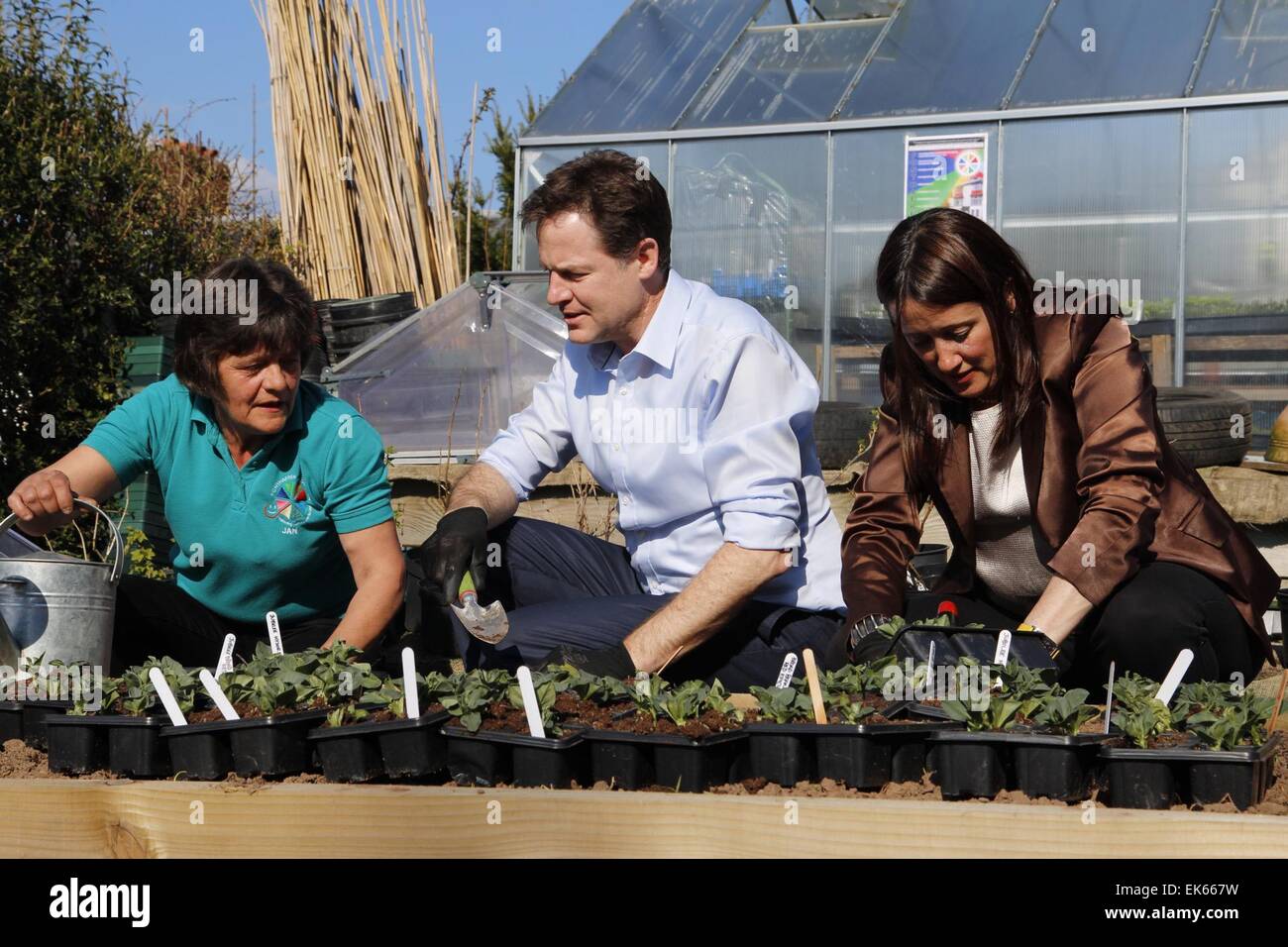 Newtown, UK. 7 Aprile, 2015. Vice primo ministro e leader dei Lib Dems ha, Nick Clegg, piante di fave e pomodori con Ponthafren volontario Janet Rogers & Lib Dem Jane candidato Dodds durante la sua visita a Newtown nella circoscrizione Montgomeryshire come parte della sua campagna di voti nelle prossime elezioni generali nel Regno Unito. Credito: Jon Freeman/Alamy Live News Foto Stock