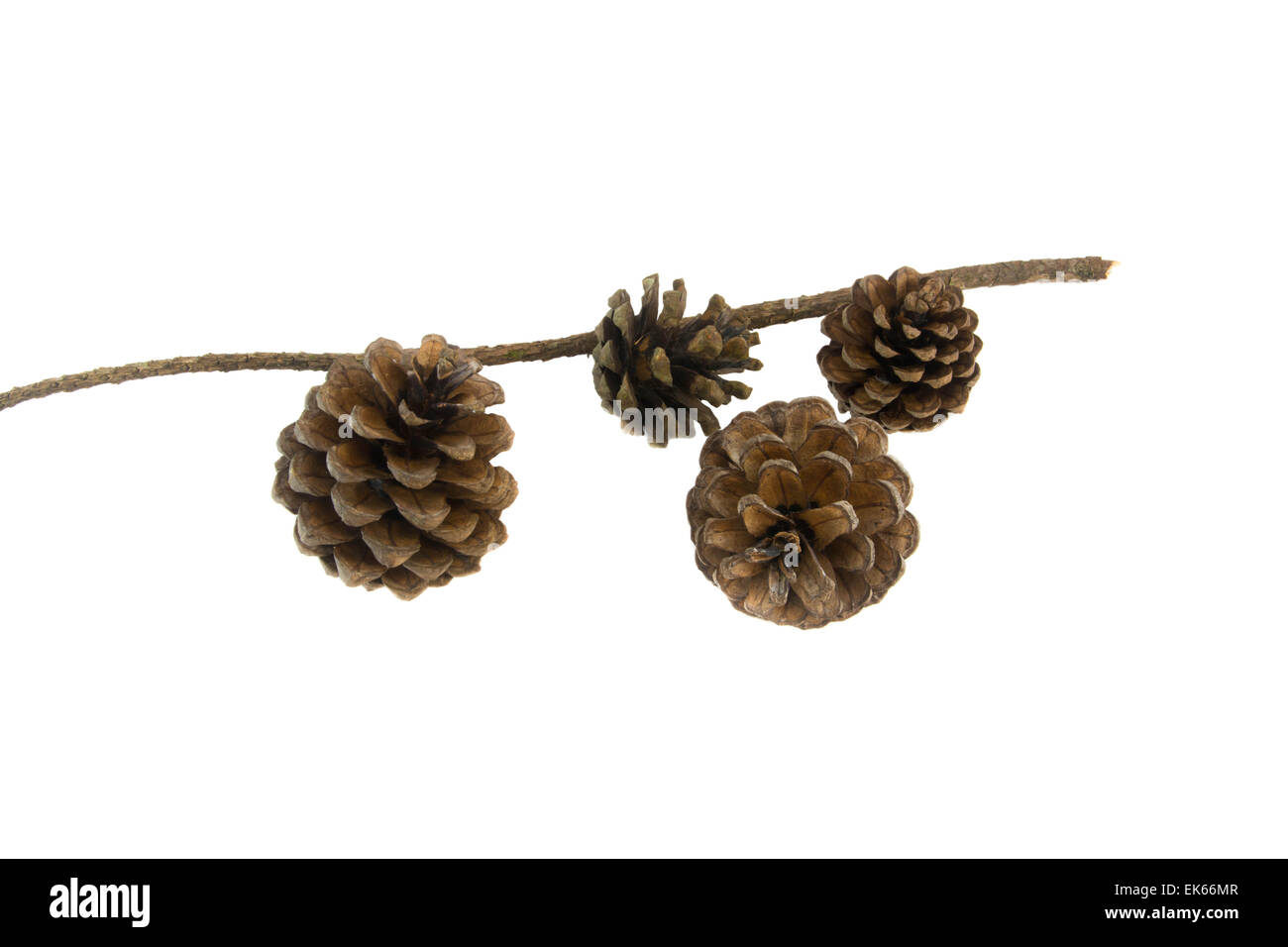 Pigne su uno sfondo bianco o isolati. Foto Stock