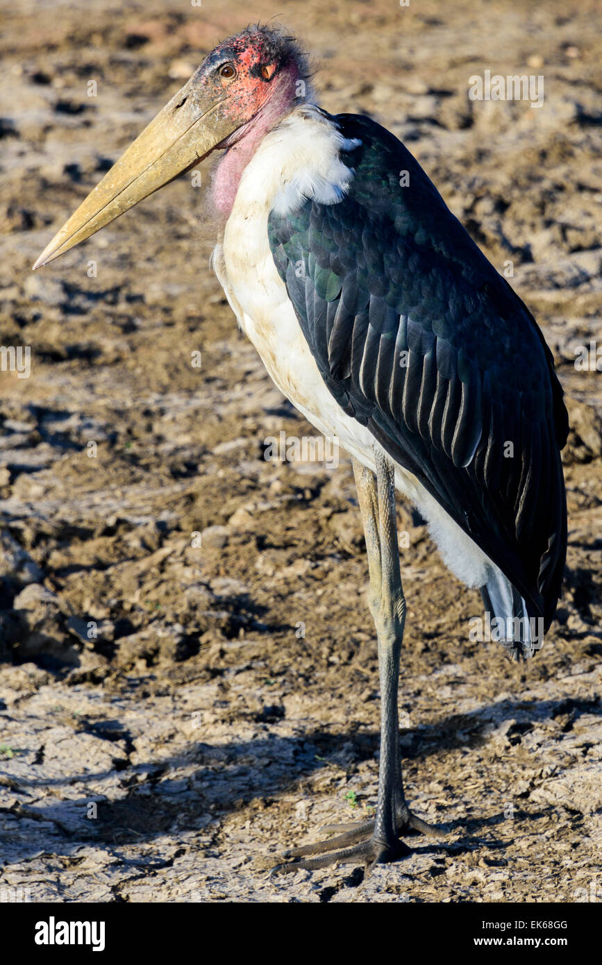 Marabou stork ritratto nel Parco Nazionale del Serengeti, Tanzania Africa. Foto Stock