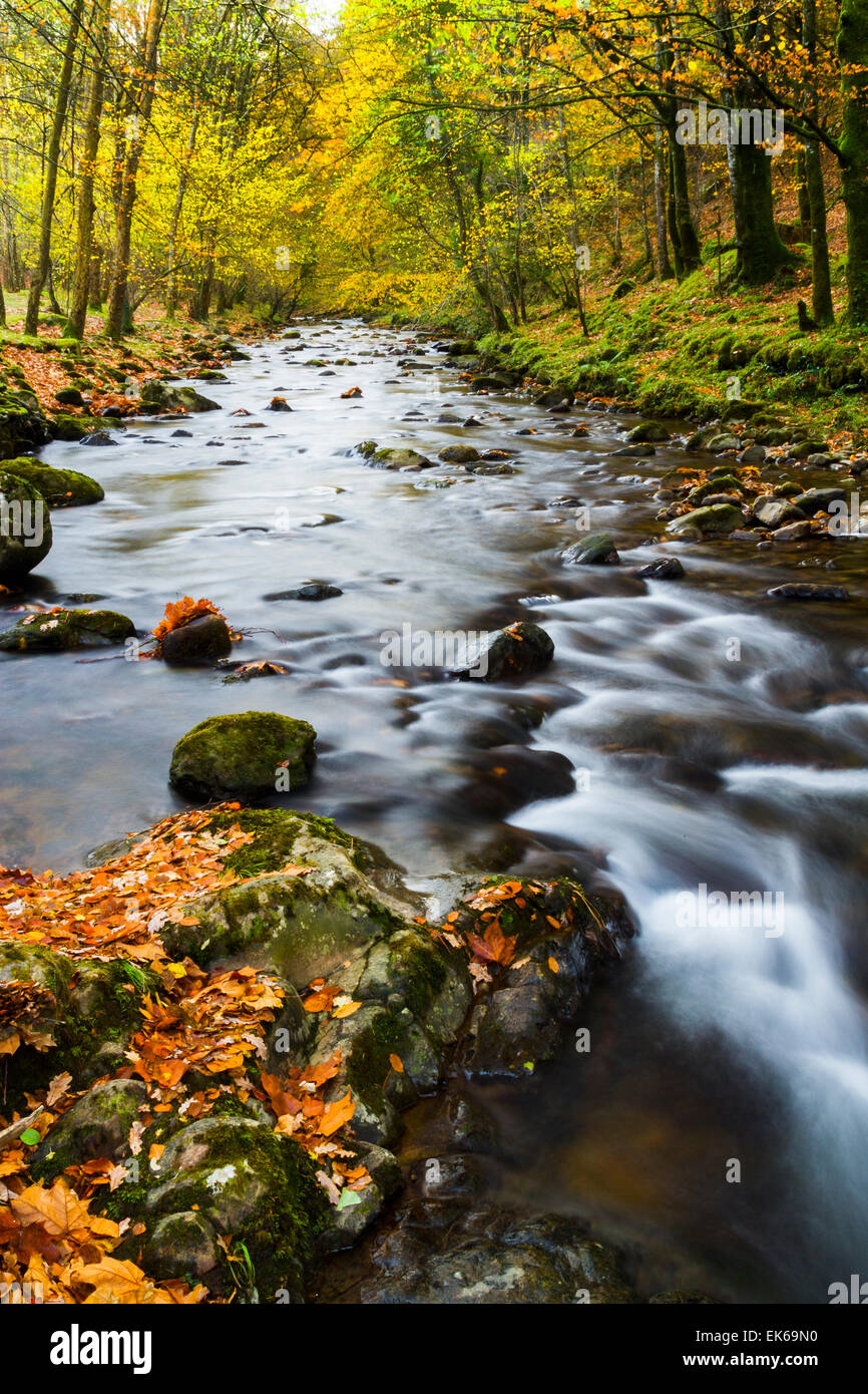 La foresta e il fiume in autunno. Ucieda. Ruente. Cabuerniga Valley. Cantabria, Spagna, Europa. Foto Stock
