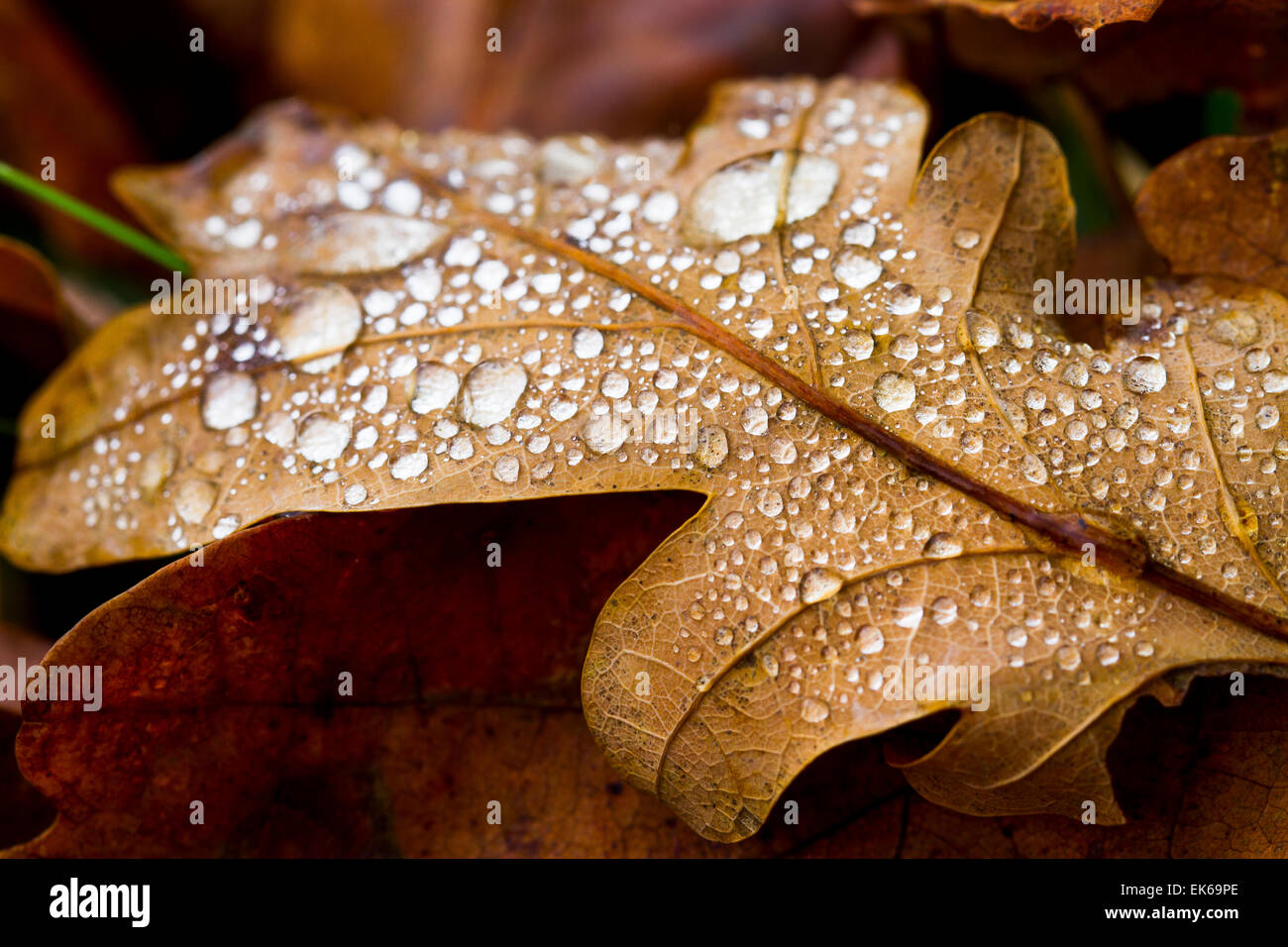 Foglie di quercia in autunno. Foto Stock