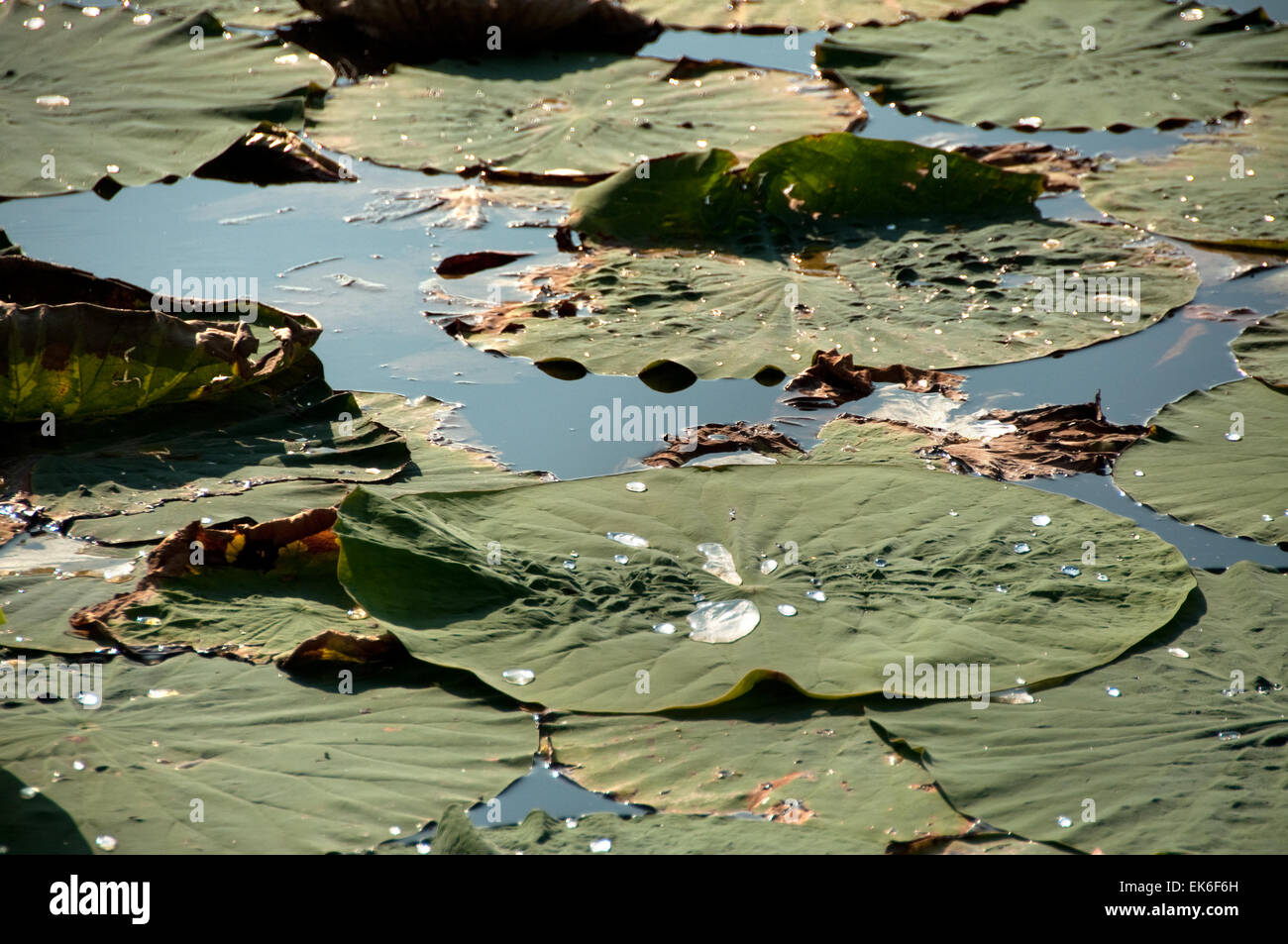 Round lotus (Nelumbo nucifera) foglie su un laghetto, Lugo (RA), Italia Foto Stock