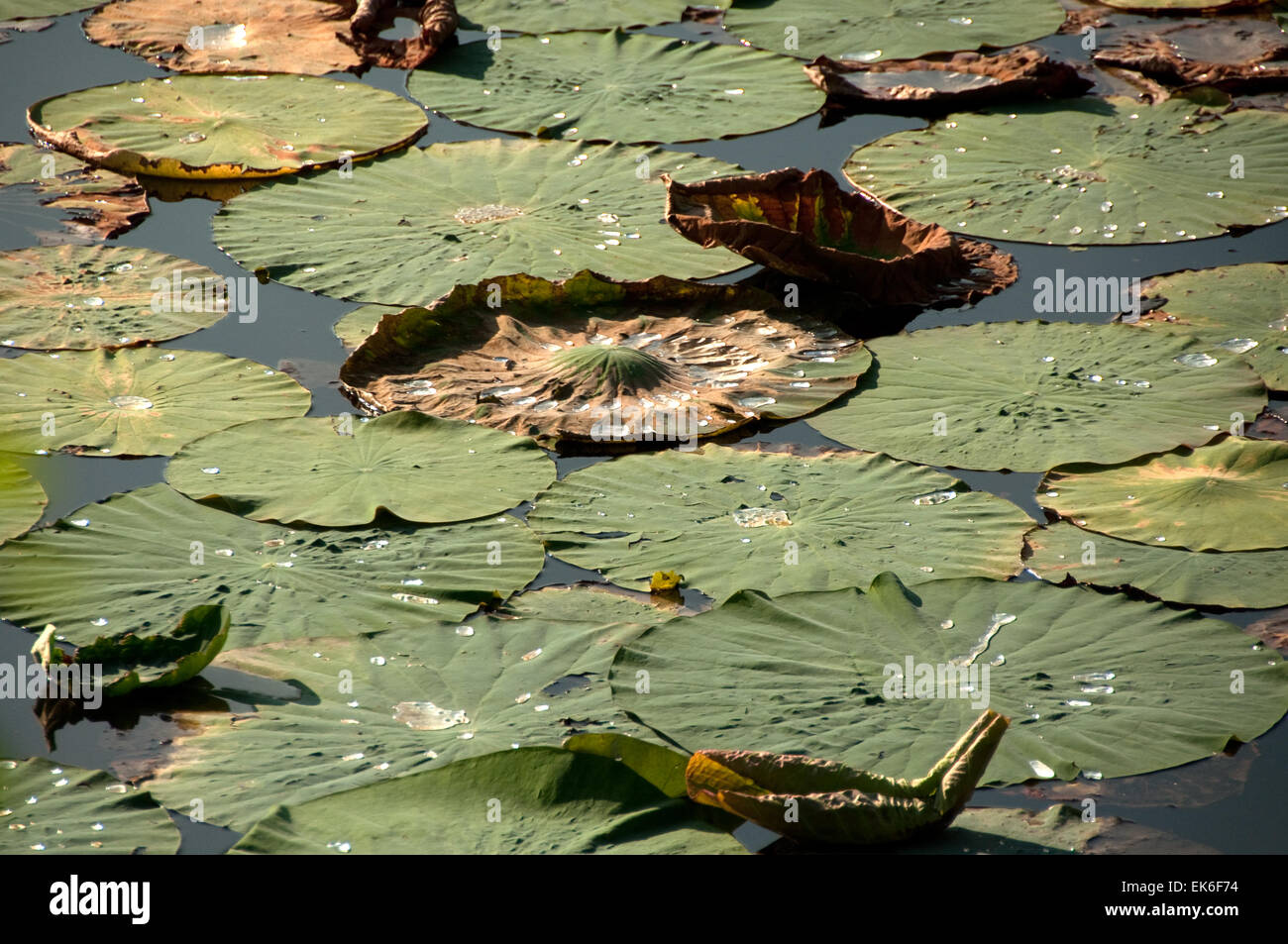 Round lotus (Nelumbo nucifera) foglie su un laghetto, Lugo (RA), Italia Foto Stock