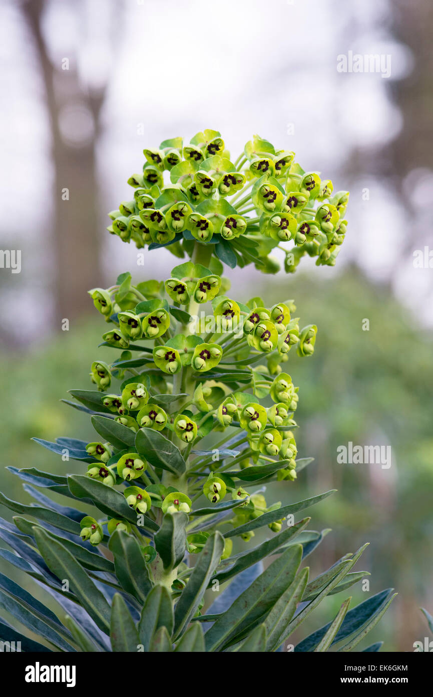 Euphorbia characias 'Perla Nera". Di euforbia 'Black Pearl' fiori in marzo.  Regno Unito Foto stock - Alamy
