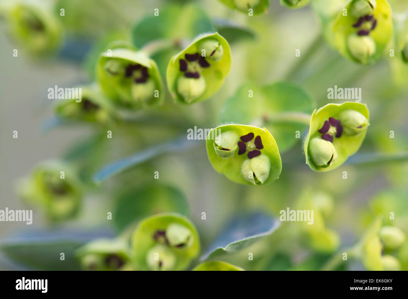 Euphorbia characias 'Perla Nera". Di euforbia 'Black Pearl' fiori in marzo. Regno Unito Foto Stock