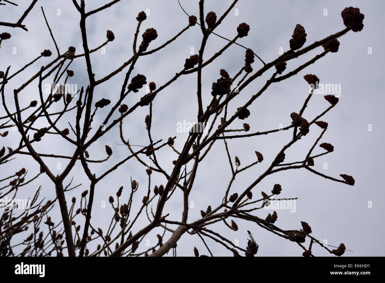 Rami sterili di un Staghorn Sumac bush con drupe contro un cielo grigio Foto Stock
