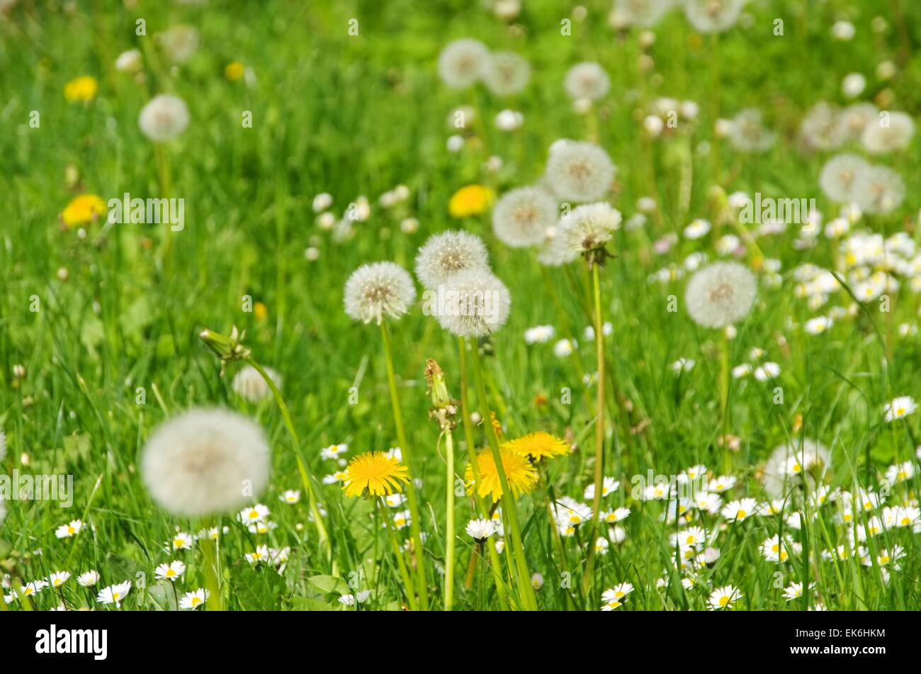 Loewenzahn und Gaensebluemchen - tarassaco e daisy 02 Foto Stock
