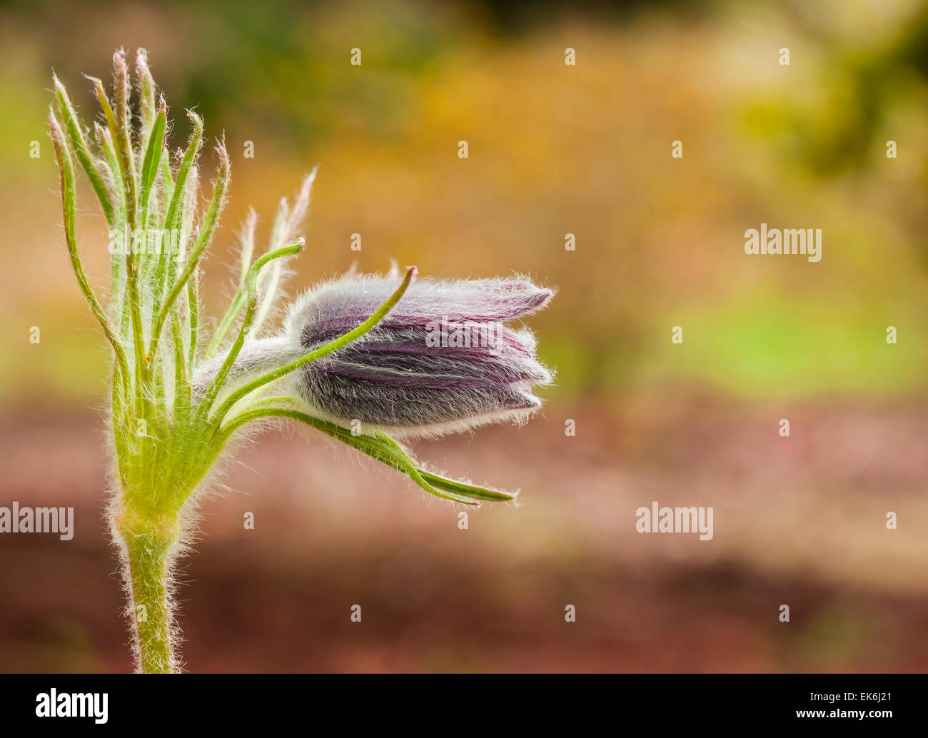 Pulsatilla vulgaris " Papageno' come molto pelosi impianto con spazio per il testo Foto Stock