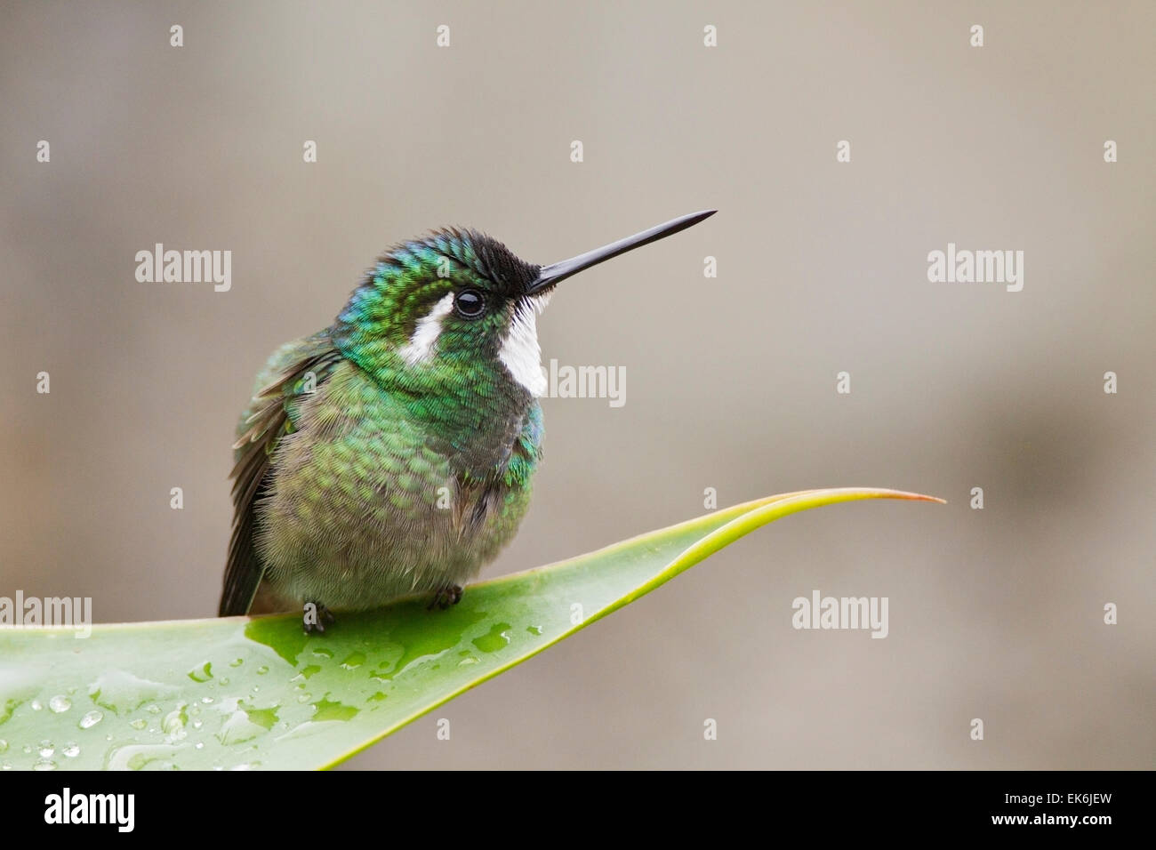 Bianco-throated Mountain Gem Hummingbird (Lampornis castaneoventris) maschio adulto appollaiato sulla foglia tropicale, Costa Rica Foto Stock